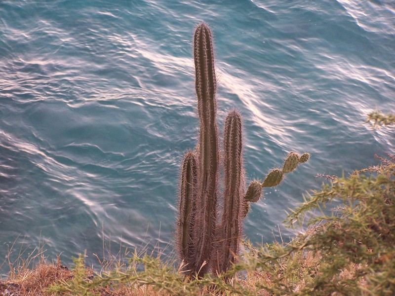Cactus.  Don't touch. 