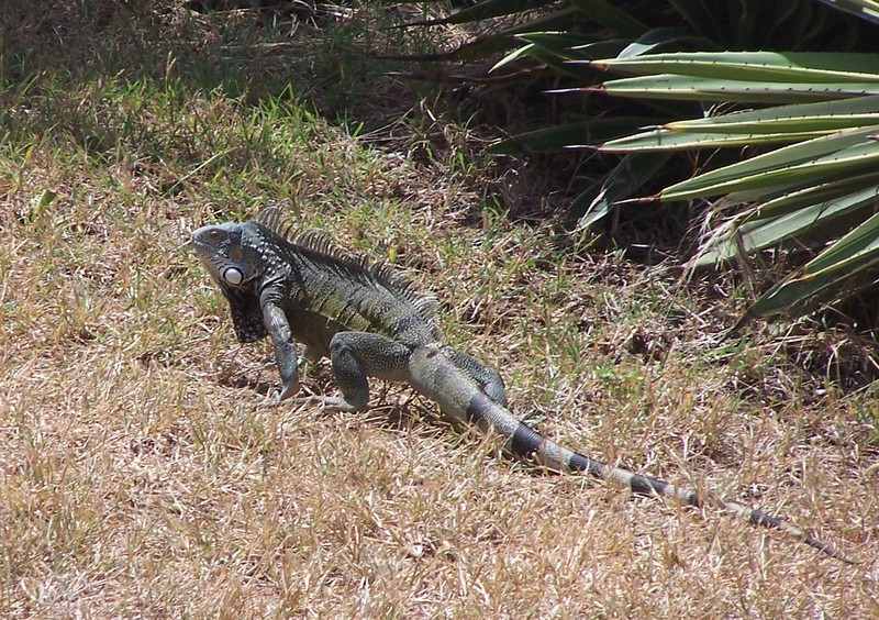 Iguana in the front yard.