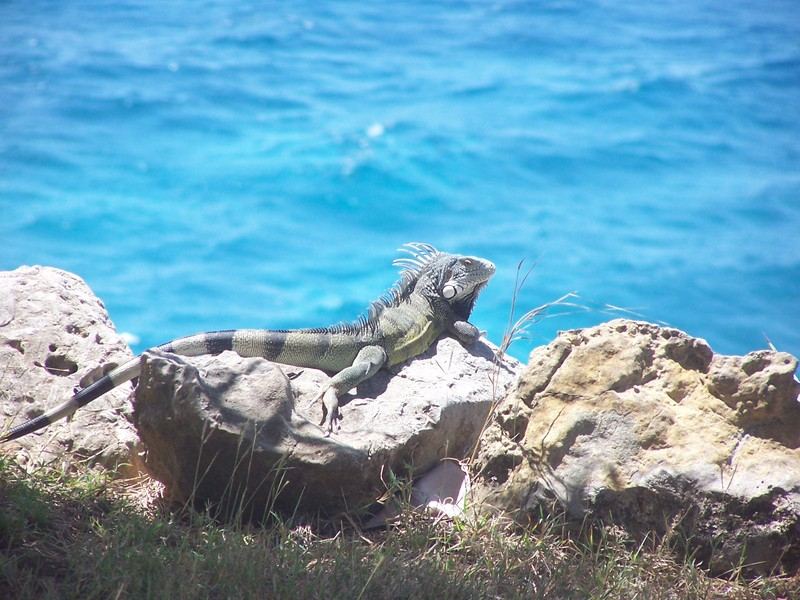 Iguana