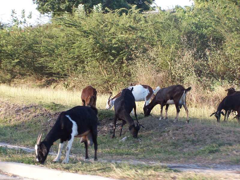 Goats roaming around