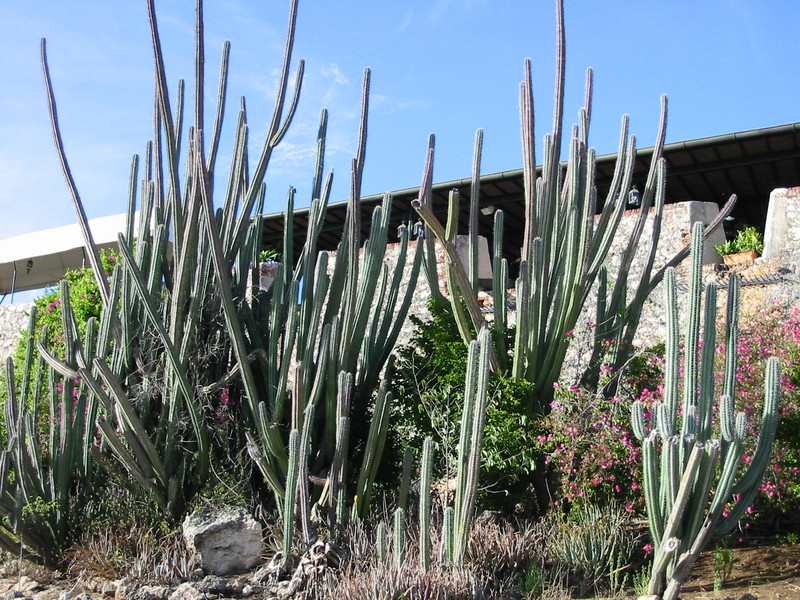 Cacti
