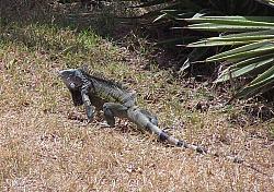 Iguana in the front yard.