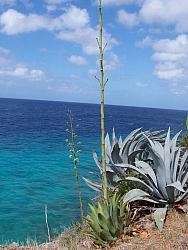 Century plant.  Stalk grows and flowers every 10 years.