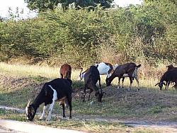 Goats roaming around
