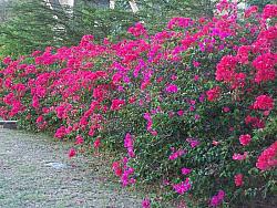 Beautiful flowers! Sunset Waters Beach Resort