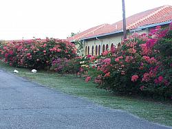Beautiful flowers! Sunset Waters Beach Resort