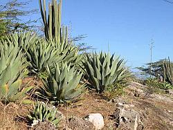 More prickley things.
